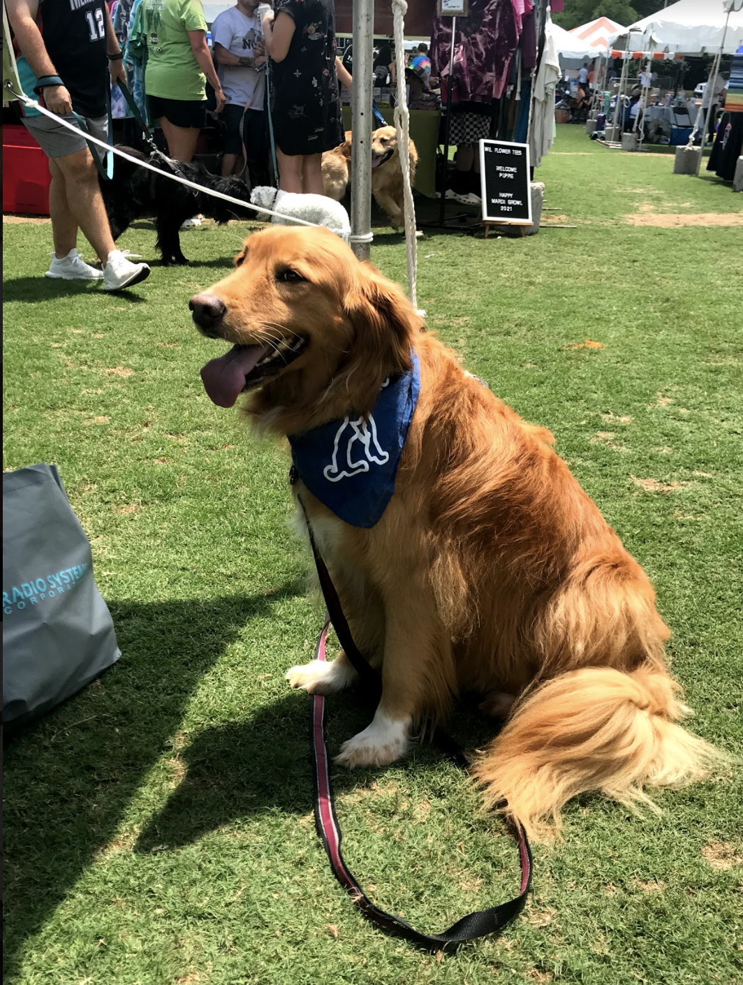 Mardi Growl 2021 Golden Retriever